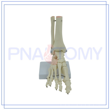 PNT-0109F life size human foot bone model